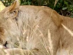 Lioness Licking Stock Footage