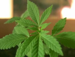 Marijuana Plant Stock Footage