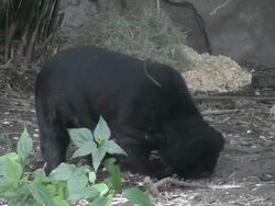 Sun bear digs in ground Stock Footage