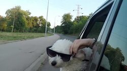 Funny dog with sunglasses looking out of car window Stock Footage