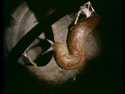 Brown Slug from above, moving antennae Stock Footage