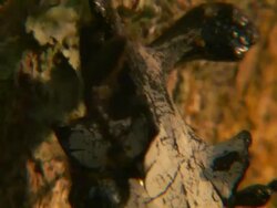 Extreme Close Up hand-held pan-left - A goliath beetle clings to a tree trunk /  Stock Footage