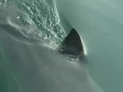 White shark at surface, dorsal fin out water, Tracking, South Africa,  Stock Footage