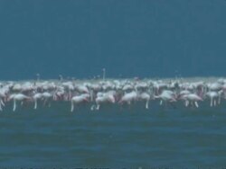 Greater Flamingoes (Phoenicopterus roseus) feeding in colony, South India Stock Footage