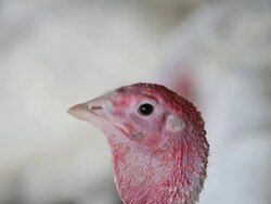 Turkeys Raised On California Farm Stock Footage