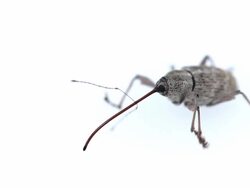 Weevil on white background HD Stock Footage