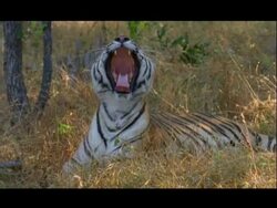 MCU Bengal tiger yawning, Bannerghata NP, India Stock Footage