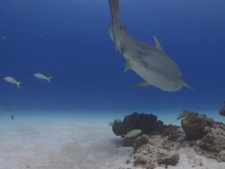 Tiger Shark to camera Stock Footage