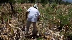 VOICED : Sequia y plaga por cambio climatico agravan hambre en Honduras News Clip