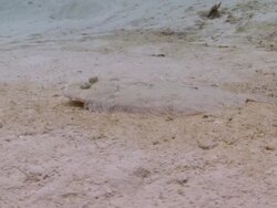   MS TS Shot of Peacock flounder / Playa del Carmen, Isla Mujeres, Mexico Stock Footage
