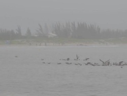 Seagulls Stock Footage