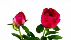 4k: Peony Time Lapse Stock Footage