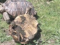 Large turtle 20 - HD 30F Stock Footage