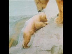 SYND 8 3 75 POLAR BEAR CUB AT BRISTOL ZOO Instructional Video
