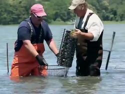 MS Two Watermen Harvesting Clams in Shallow Water / Oyster, Virginia, USA Stock Footage