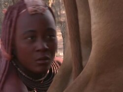 Himba Tribe woman milking cattle: traditional female role, Namibia Stock Footage
