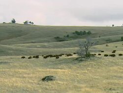 Orbiting low altitude shot of a herd of Bison moving across rolling grassland near Bozeman, MT Stock Footage