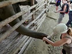 MS PAN Young woman  feeding Elephant at Elephant Nature Park / Chaing Mai, Chiang Mai, Thailand Stock Footage
