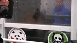 WRAP Sweetie and Sunshine set to board plane for Scotland ADDS more Instructional Video