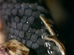 BCU Grass Snake hatches from egg Stock Footage