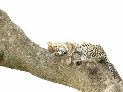 Leopard Sleeping Stock Footage