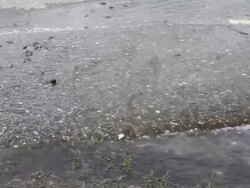 Small freshwater fish. Stock Footage