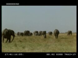 WA African Elephant (Loxodonta africana) herd, inc young, walking away from camera, over grassy plain, Botswana Stock Footage