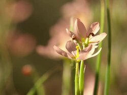 MS Shot of Orange flowers of the common Cape tulip / Namaqualand, Northern Cape, South Africa Stock Footage