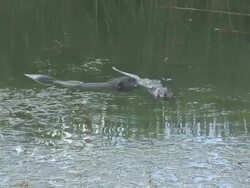 River rat 2  1080/60i Stock Footage