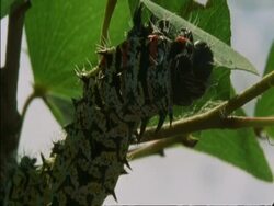 CU Caterpillar hanging from branch eating leaf, Botswana, Africa Stock Footage