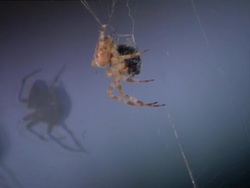 Spider attack and wrap a fly Stock Footage