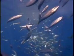 Mid shot sunlit school of fish feeding, Guadalupe Island, Pacific Ocean Stock Footage