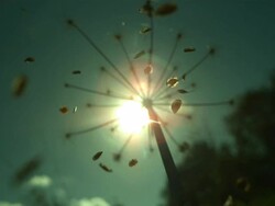Seeds disperse from umbelliferous seed head Stock Footage