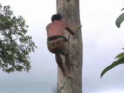 Long Shot tilt-down zoom-out - A native man scales the length of a tall tree. / Indonesia Stock Footage