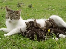 MS Cat and kittens / Clara, Ireland, Ireland Stock Footage