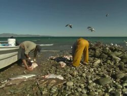 Fishermen cleaning sharks, rays on shore, Mexico  Stock Footage