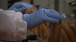 An assembly line worker presses excess liquid out of jars filled with frankfurters. Stock Footage