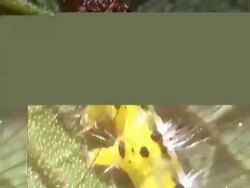 BCU ant attacks yellow caterpillar, defending croton plant.  Panama. Stock Footage