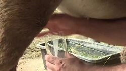CLEAN : Montenegro's shunned donkeys milk new health trend News Clip