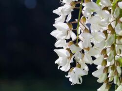 Branch with flowers of acacia. Stock Footage