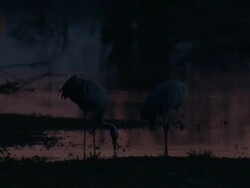 European Cranes (Grus grus), North East Extremadura in Dehesa. The cranes migrate south in winter from Scandinavia and Northern Europe to Spain and roost in large numbers mainly on lake shores. They feed in the dehesas on acorns and invertebrates. Stock Footage