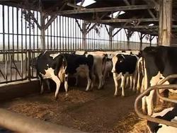 CLEAN: Farmers say they're scapegoats in French algae problem News Clip