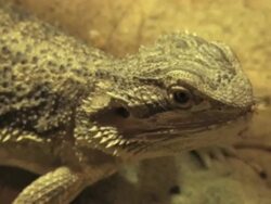 PAL: Bearded Dragon Stock Footage