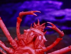 Giant spider crab Stock Footage