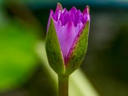 Waterlily blooming Stock Footage
