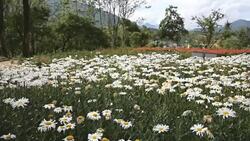 flower field over Sapa town, Vietnam Stock Footage