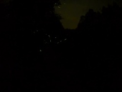 T/L sun setting on river, revealing firefly trails, Japan Stock Footage
