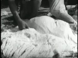 Texas farmers shear sheep. News Clip