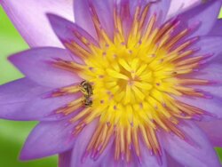 Purple waterlily and bee Stock Footage