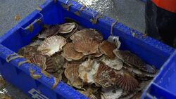Oysters being shelled in a fish processing plant News Clip